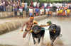 In Karnataka High Court, Centre argues for Kambala